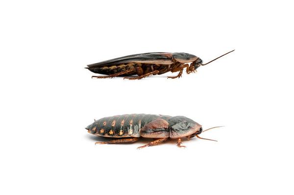 Buy Adult Breeding Pair Dubia Roach Online At The Lowest Price In