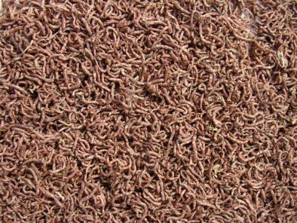 dehydrated blood worms