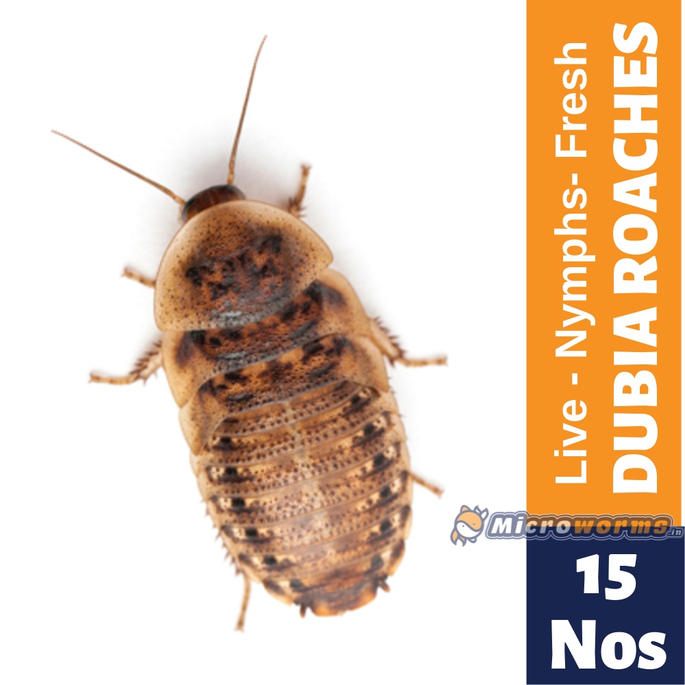 Buy Dubia Roach Nymphs Online At The Lowest Price In India Shipped