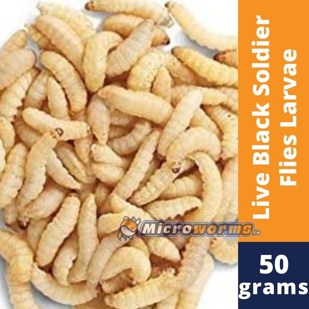 Buy microworms clearance