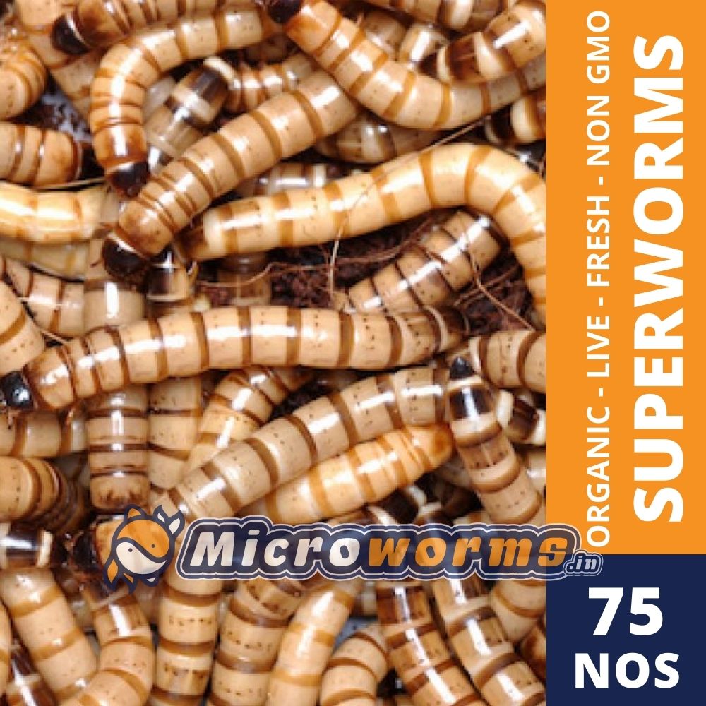 Live Morio Worms or Superworms - Zophobos morio