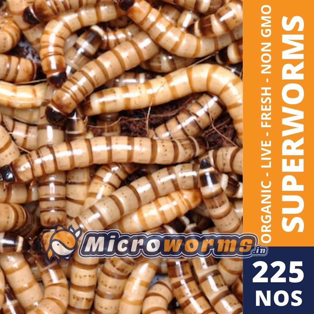 Superworm for Sale in India www.microworms.in