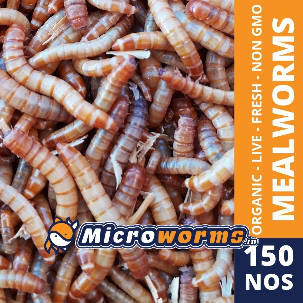 Live Mealworm for Sale in India 
