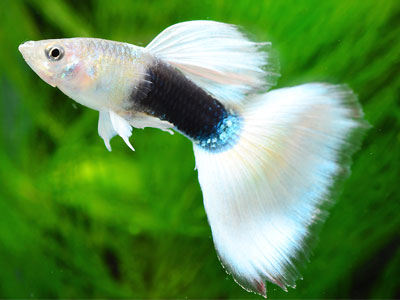 guppy tuxedo white