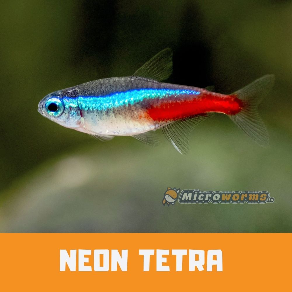 Cost of shop neon tetra fish