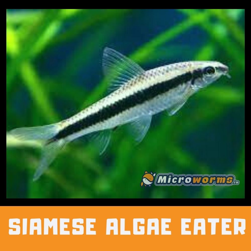 siamese algae eater