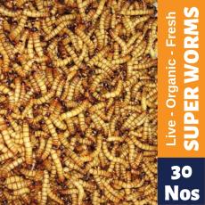 Buy Eurotackle Mummy Worms 35-40 Worms Online India