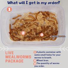 Live Worms Live Mealworms, Pack Size: Depends On Order Size, Packaging  Type: Plastic Or Cardboard Box at Rs 2/piece in Madurai