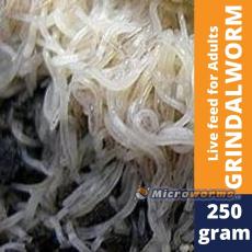 microworms for sale