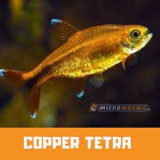 COPPER TETRA –