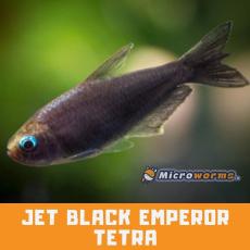 Jet Black Emperor Tetra