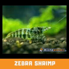 Zebra Shrimp