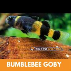 Buy Bumblebee Goby Online at the Lowest Price in India - www.microwrms.in