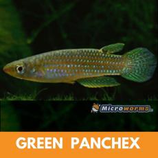 Green Panchex