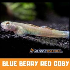 Buy Blue Berry Red Goby Online at Lowest Price in India - www.microworms.in